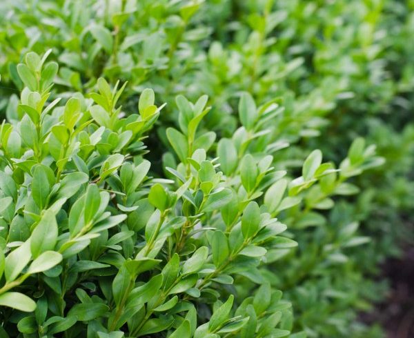 buxus-3_600x600